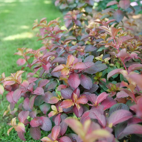 Holdridge Home & Garden