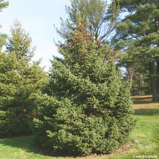 Holdridge Home & Garden