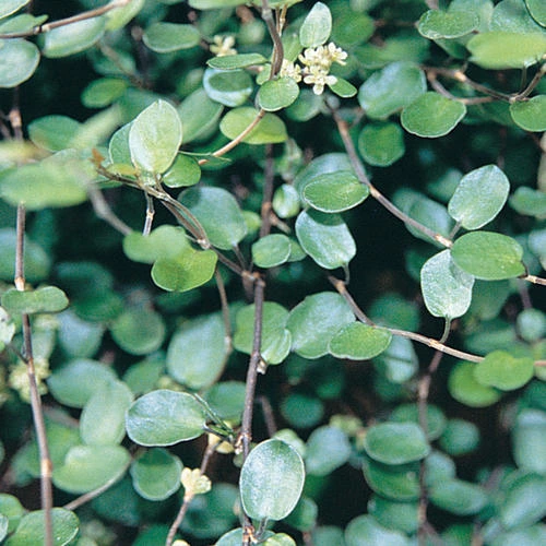 Holdridge Home & Garden