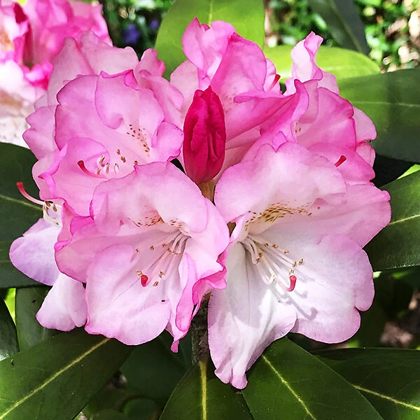 Holdridge Home & Garden