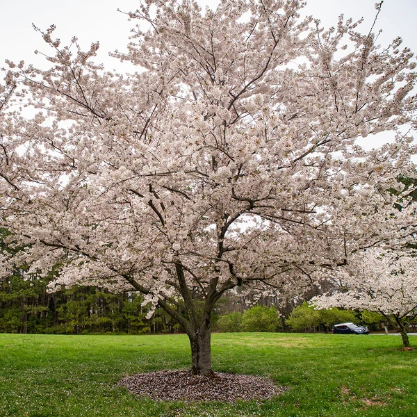 Holdridge Home & Garden