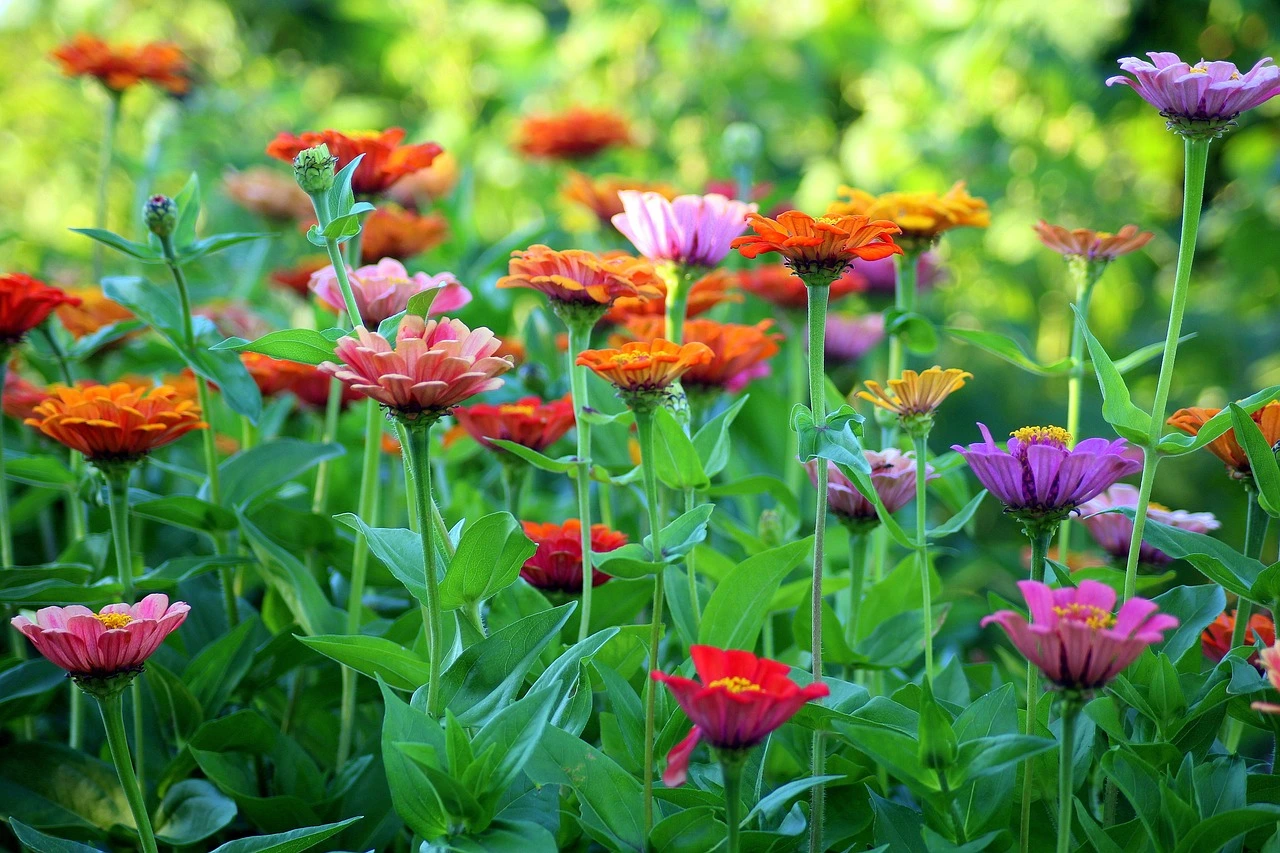 Holdridge Home & Garden
